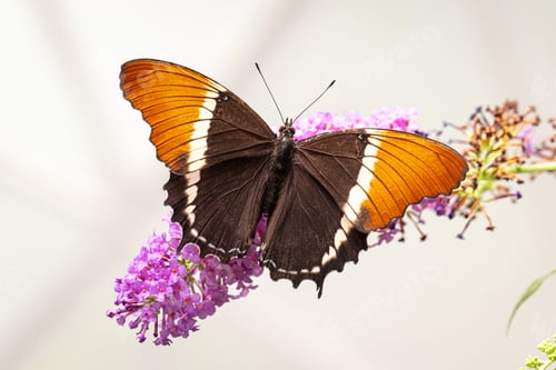 Preview: Colorful butterfly Siproeta epaphus living in butterfly house.