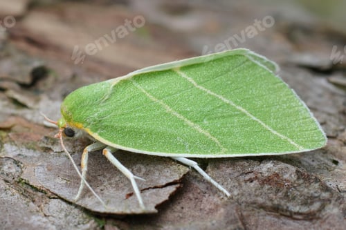 Preview: Closeup of the colorful green Scarce Silver-lines owlet moth. Bena bicolorana sitting on wood