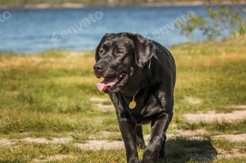 Preview: Labrador Retriever Dog breed on the field. Dog running on the green grass. Active dog outdoor.