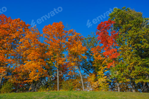 Preview: A Stunning Autumn Landscape Featuring Vibrant Trees, Bright Colors, and a Clear Blue Sky