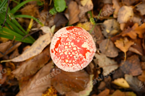 Preview: mushroom fly agaric in grass on autumn forest background. toxic and hallucinogen poisonous fungus