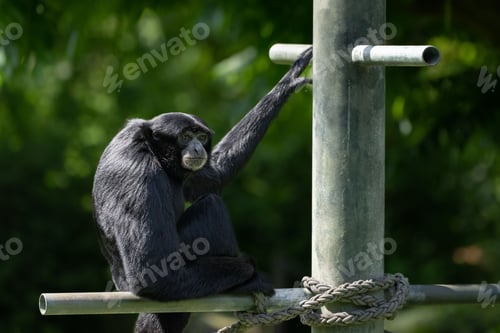 Preview: Adult Siamang Symphalangus perched on a wooden pole against the green trees