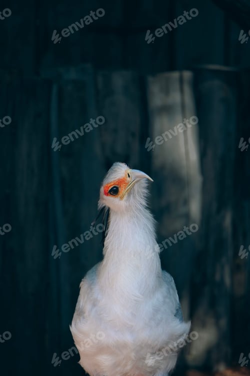 Preview: Secretary bird with a dark background, showcasing its unique features and vibrant facial markings.