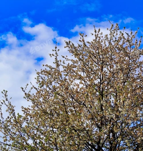 Preview: Idyllic shot of a vibrant cherry blossom tree in full bloom against a beautiful blue sky