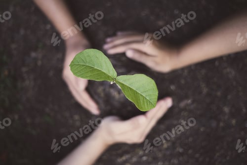 Preview: Planting trees