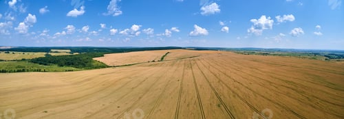 Preview: Aerial landscape view of yellow cultivated agricultural field with ripe wheat on bright summer day