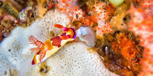 Preview: Nembrotha Sea Slug, Sulawesi