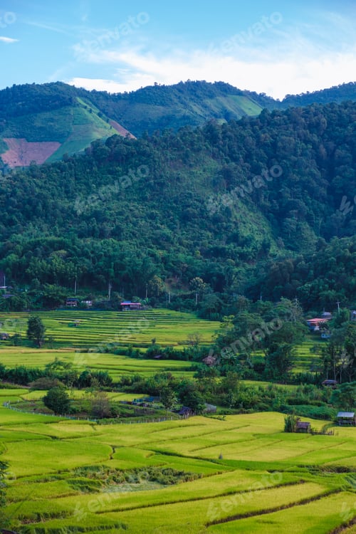 Preview: rice paddy field at Sapan Bo Kluea Nan Thailand