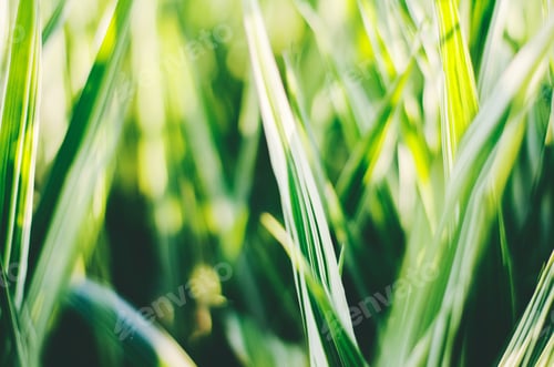 Preview: Nature. Green. Greenery. Summer time