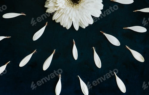 Preview: White flower