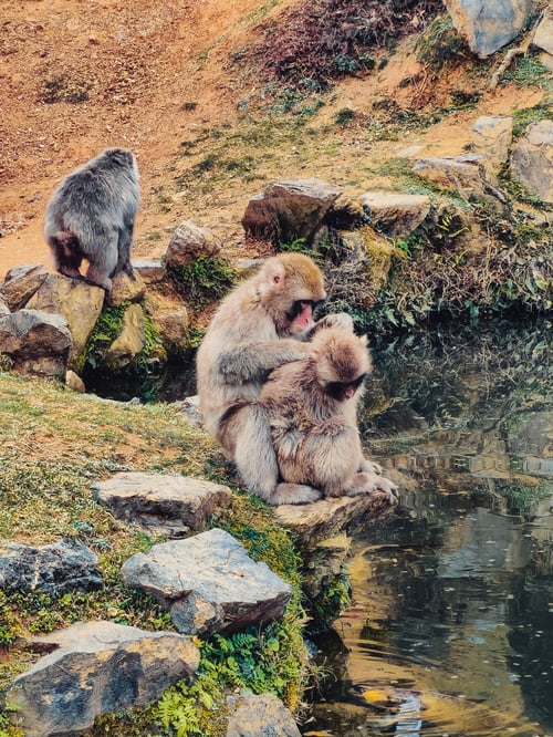 Preview: Two Monkeys Living In Japanese Nature
