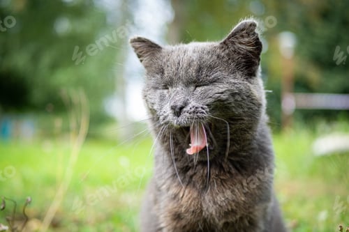 Preview: Beautiful fluffy cat portrait on summer nature background.