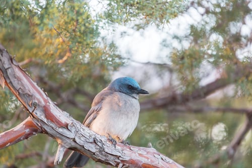 Preview: Mexican jay