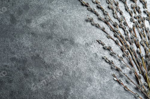 Preview: Beautiful pussy willow branches on grey background, flat lay. Space for text