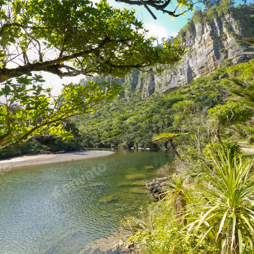 Preview: Lush green rainforest along Pororai River, NZ