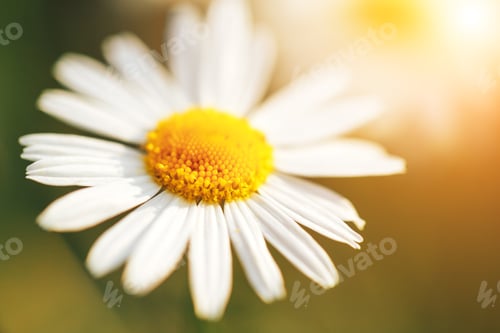 Preview: Beautiful chamomile in the garden outdoors, chamomile bloom, spring time, nature bloom