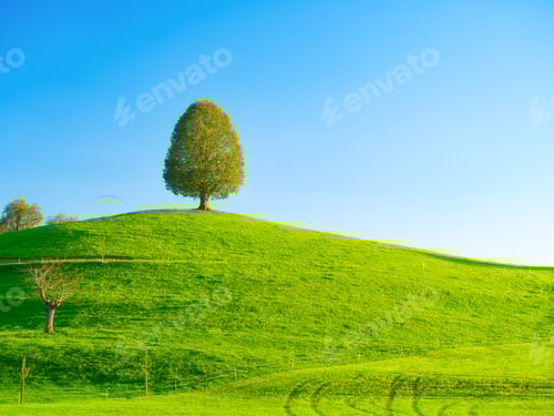 Preview: Fields and meadows. Natural landscape in summer time. Tree on top of the hill.