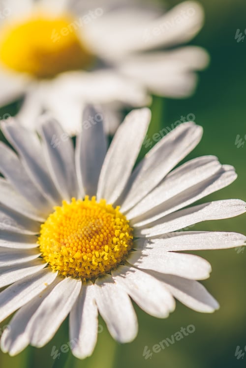Preview: Meadow Daisy Flower at Sunny Day.