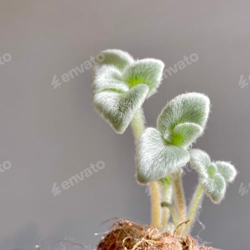 Preview: Backgrounds/ copy space, caudex plant Sinningia leucotricha