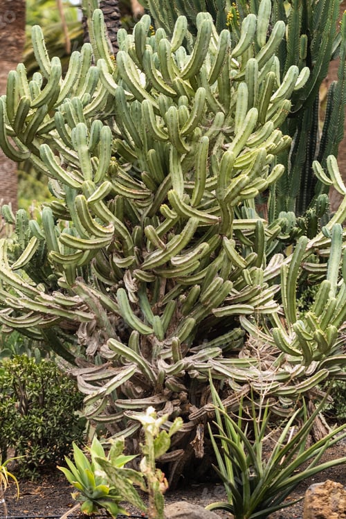 Preview: Large Cacti on the island of Tenerife.Canary Islands, Spain