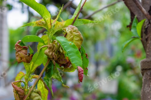 Preview: tree leaf disease, twisted peach tree leaves.
