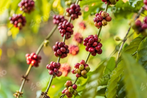 Preview: harvesting coffee berries by agriculture. Coffee beans ripening on the tree in North of Thailand