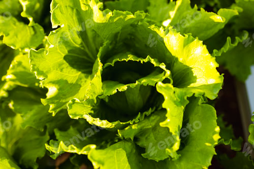 Preview: Lettuce with bright green leaves growing in sunlight in a greenhouse