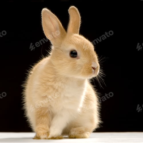 Preview: Rabbit