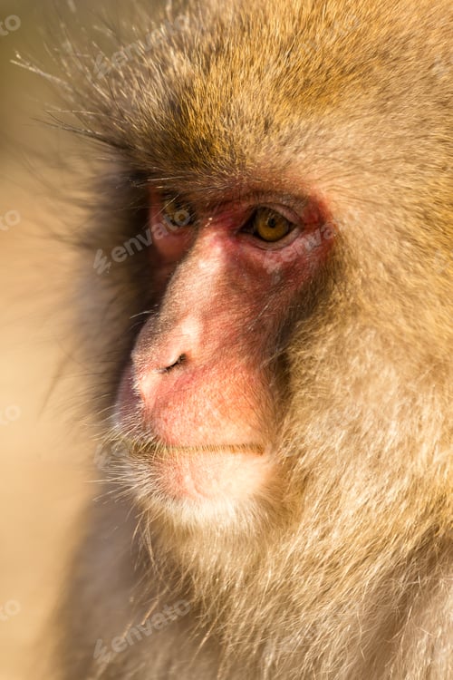 Preview: Monkey portrait