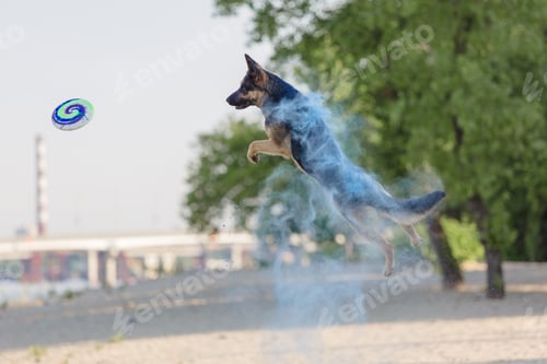 Preview: German shepherd dog playing on the beach