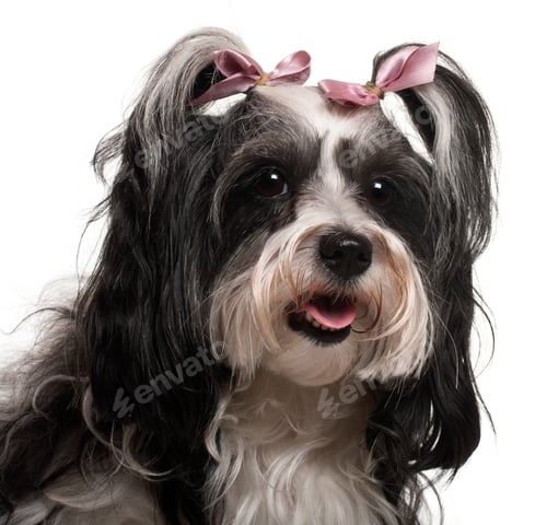 Preview: Close-up of Havanese, 3 years old, in front of white background