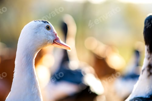 Preview: Detail of a duck head. Ducks feed on traditional rural barnyard
