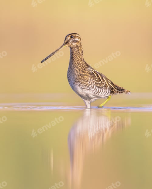 Preview: Common snipe wader bird in habitat background