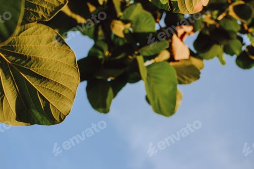 Preview: Beautiful green leaves blue sky nature background.