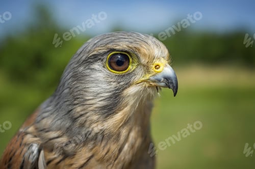 Preview: Close up image of Kestrel