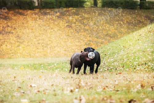 Preview: Labrador Retriever Dog breed on the field. Dog running on the green grass. Active dog outdoor.