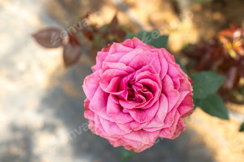 Preview: Roses flowers bloom in summer in the garden roses. Beautiful roses flowers close up.