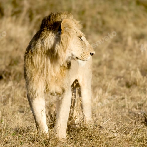 Preview: Lion Masai mara Kenya
