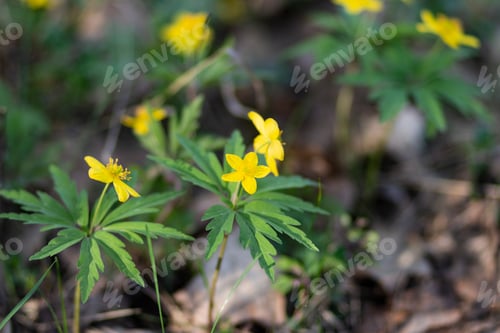 Preview: Close-up of Yellow Flowers Blooming in a Field