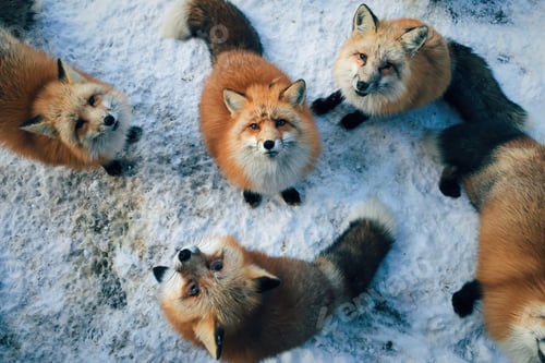 Preview: A Pack of Foxes