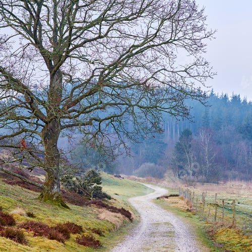 Preview: Lowland - Rebild National Park