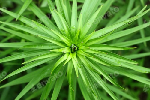 Preview: Green plant background