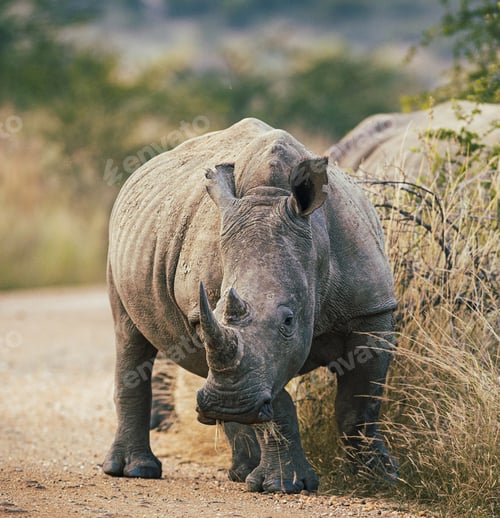 Preview: A Creative South Africa Wildlife picture of World