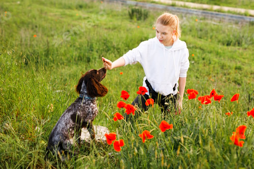 Preview: Russian brown spaniel sits in the green grass in a poppy field and trains with his owner