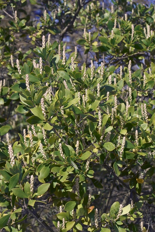 Preview: Buckwheat Tree (Cliftonia Monophylla). Called Black Titi Also