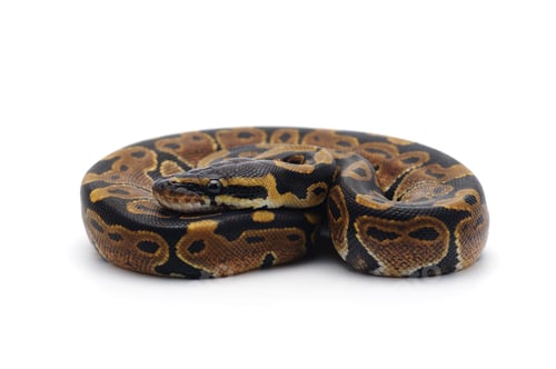 Preview: Snake Ball python isolated on white background