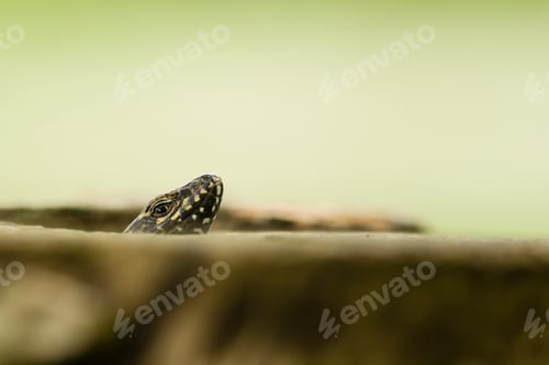 Preview: Lizard head