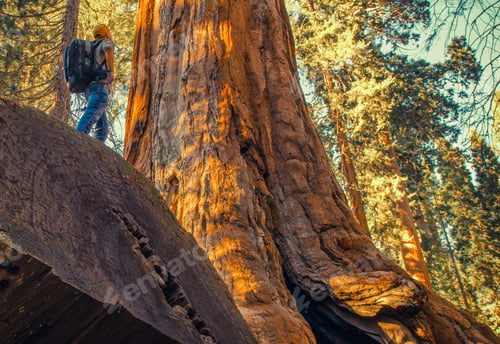 Preview: Sequoia Forest Exploration
