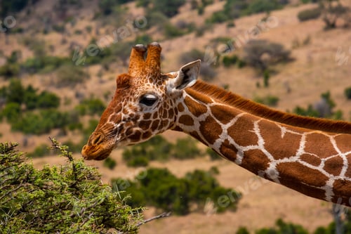 Preview: Closeup shot of a giraffe grazing in a jungle captured in Kenya, Nairobi, Samburu