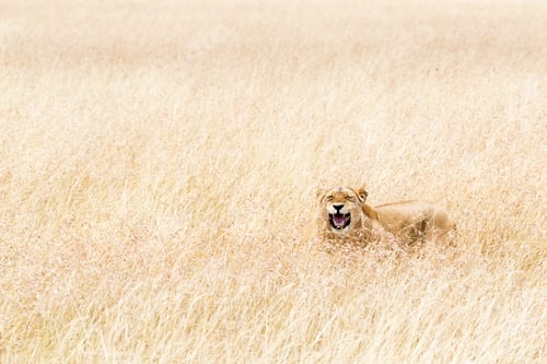 Preview: Happy Lioness Hiding in Tall Grass of Kenya